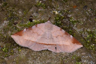 亞前緣薄裳蛾 Mecodina subcostalis 雌蟲