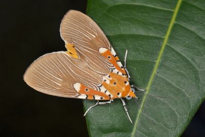 榕擬燈蛾 Asota ficus 雄蟲