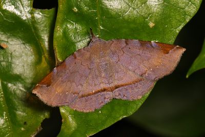 亞前緣薄裳蛾 Mecodina subcostalis 雌蟲