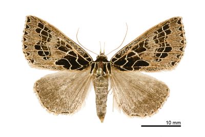 方斑谷裳蛾 Anoba tessellata 雌蟲