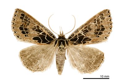 方斑谷裳蛾 Anoba tessellata 雄蟲