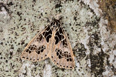 方斑谷裳蛾 Anoba tessellata 雄蟲