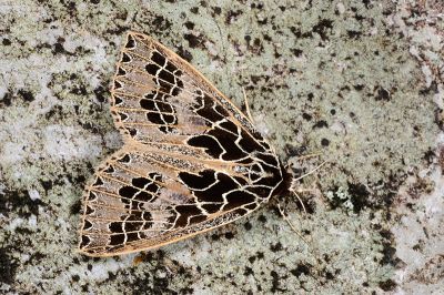 方斑谷裳蛾 Anoba tessellata 雄蟲