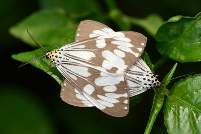 粉蝶燈蛾 Nyctemera adversata 交尾中個體