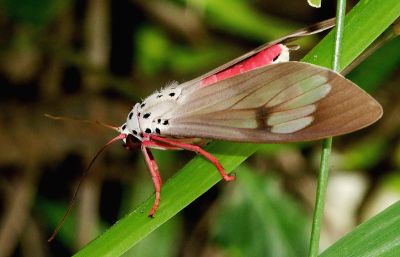 閃光玫燈蛾 Amerila astrea 雄蟲