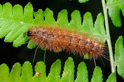 褐赭污燈蛾 Spilarctia wilemani