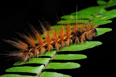 陽污燈蛾 Amsactoides solitaria