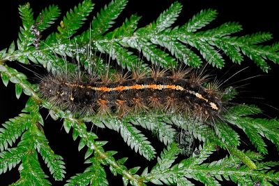 Creatonotos transiens vacillans