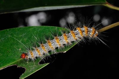 暗點橙燈蛾 Lemyra imparilis