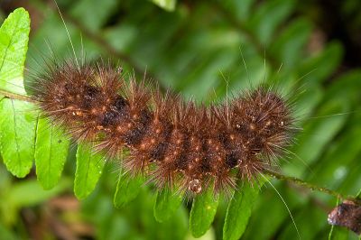褐赭污燈蛾 Spilarctia wilemani