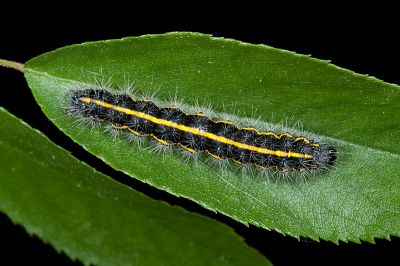 烏麗燈蛾 Taicallimorpha albipuncta
