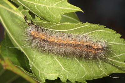 Spliarctia subcarnea