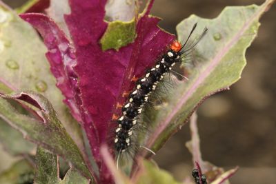 粉蝶燈蛾 Nyctemera adversata