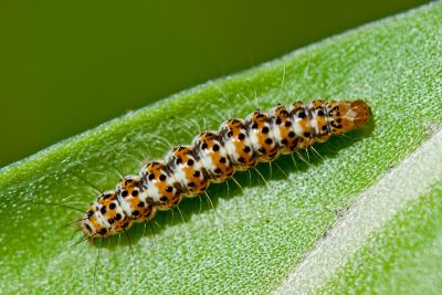 普三色星燈蛾 Utetheisa pulchelloides vaga