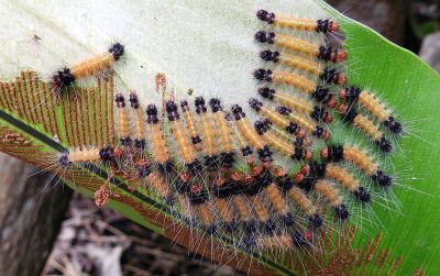 橙污燈蛾 Spilarctia postrubida