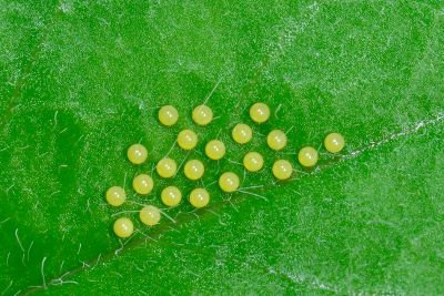 五斑蝶燈蛾 Nyctemera lacticinia