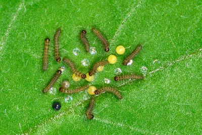 五斑蝶燈蛾 Nyctemera lacticinia
