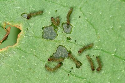 五斑蝶燈蛾 Nyctemera lacticinia
