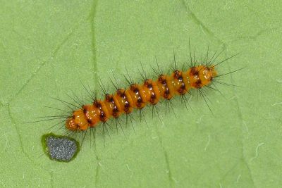 五斑蝶燈蛾 Nyctemera lacticinia