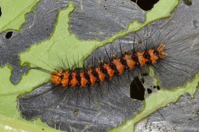 五斑蝶燈蛾 Nyctemera lacticinia