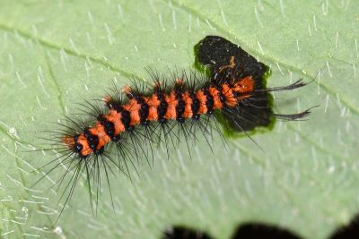 五斑蝶燈蛾 Nyctemera lacticinia