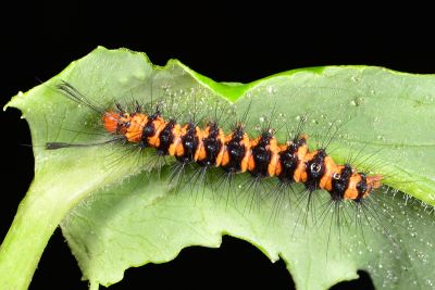 五斑蝶燈蛾 Nyctemera lacticinia