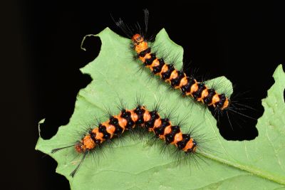 五斑蝶燈蛾 Nyctemera lacticinia
