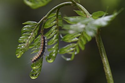 臺灣望橙燈蛾 Lemyra nigricosta