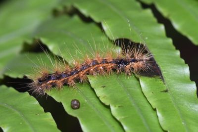 陽污燈蛾 Amsactoides solitaria