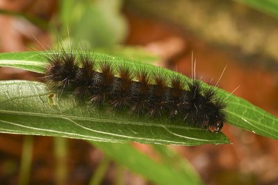 赤腹污燈蛾 Spilarctia taiwanensis
