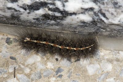 黑條灰燈蛾 Creatonotos gangis