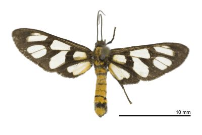 明窗鹿蛾 Amata hirayamae 雌蟲