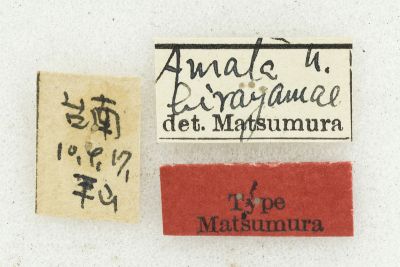 明窗鹿蛾 Amata hirayamae