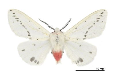 姬白橙燈蛾 Lemyra rhodophilodes 雄蟲