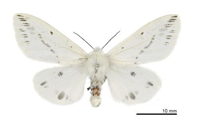 姬白橙燈蛾 Lemyra rhodophilodes 雌蟲