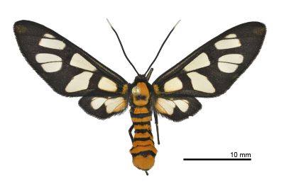 明窗鹿蛾 Amata hirayamae 雌蟲