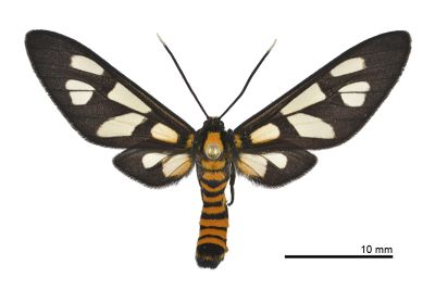 明窗鹿蛾 Amata hirayamae 雄蟲