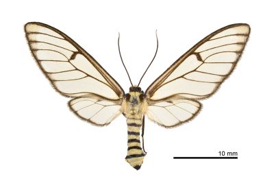 透翅鹿蛾 Amata wilemani 雌蟲