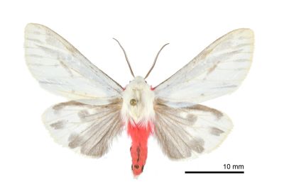 後暈黑銀燈蛾 Argyarctia fuscobasalis 雄蟲
