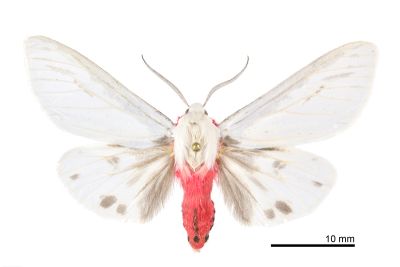 後暈黑銀燈蛾 Argyarctia fuscobasalis 雄蟲