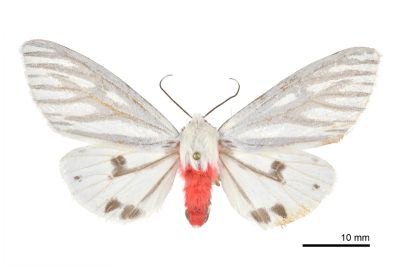 隱黑脈銀燈蛾 Argyarctia reikoae 雌蟲