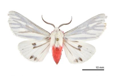 隱黑脈銀燈蛾 Argyarctia reikoae 雄蟲
