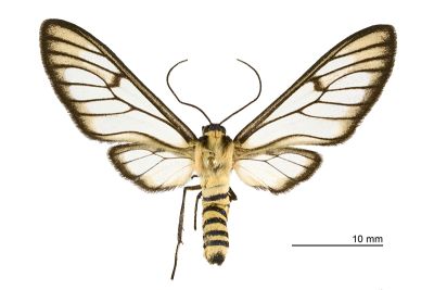 透翅鹿蛾 Amata wilemani 雄蟲