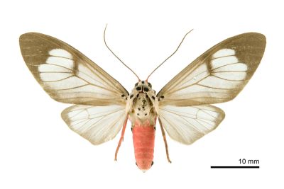 閃光玫燈蛾 Amerila astrea 雌蟲
