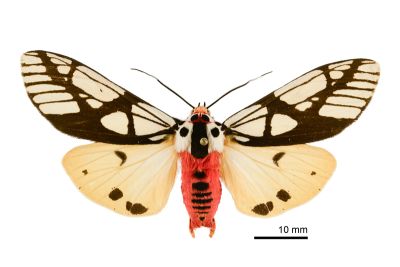 乳白斑燈蛾 Areas galactina formosana 雄蟲