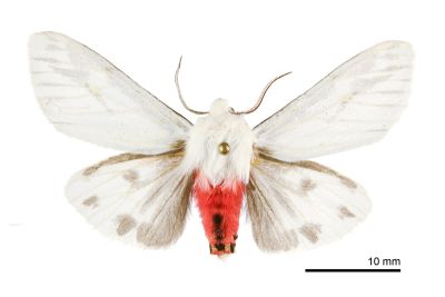 後暈黑銀燈蛾 Argyarctia fuscobasalis 雄蟲