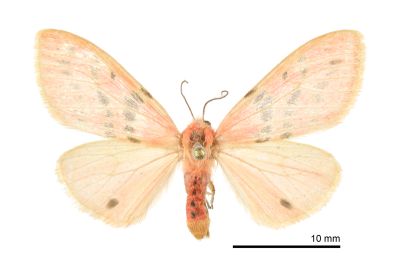 三條橙燈蛾 Lemyra alikangensis 雌蟲