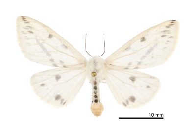 褐污橙燈蛾 Lemyra fallaciosa 雌蟲