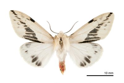 湯馬士氏望橙燈蛾 Lemyra wernerthomasi 雄蟲