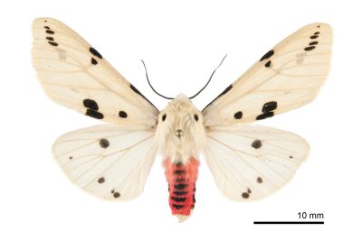 菊池污燈蛾 Spilarctia alba kikuchii 雄蟲
